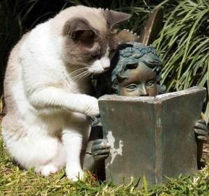 cat-and-book