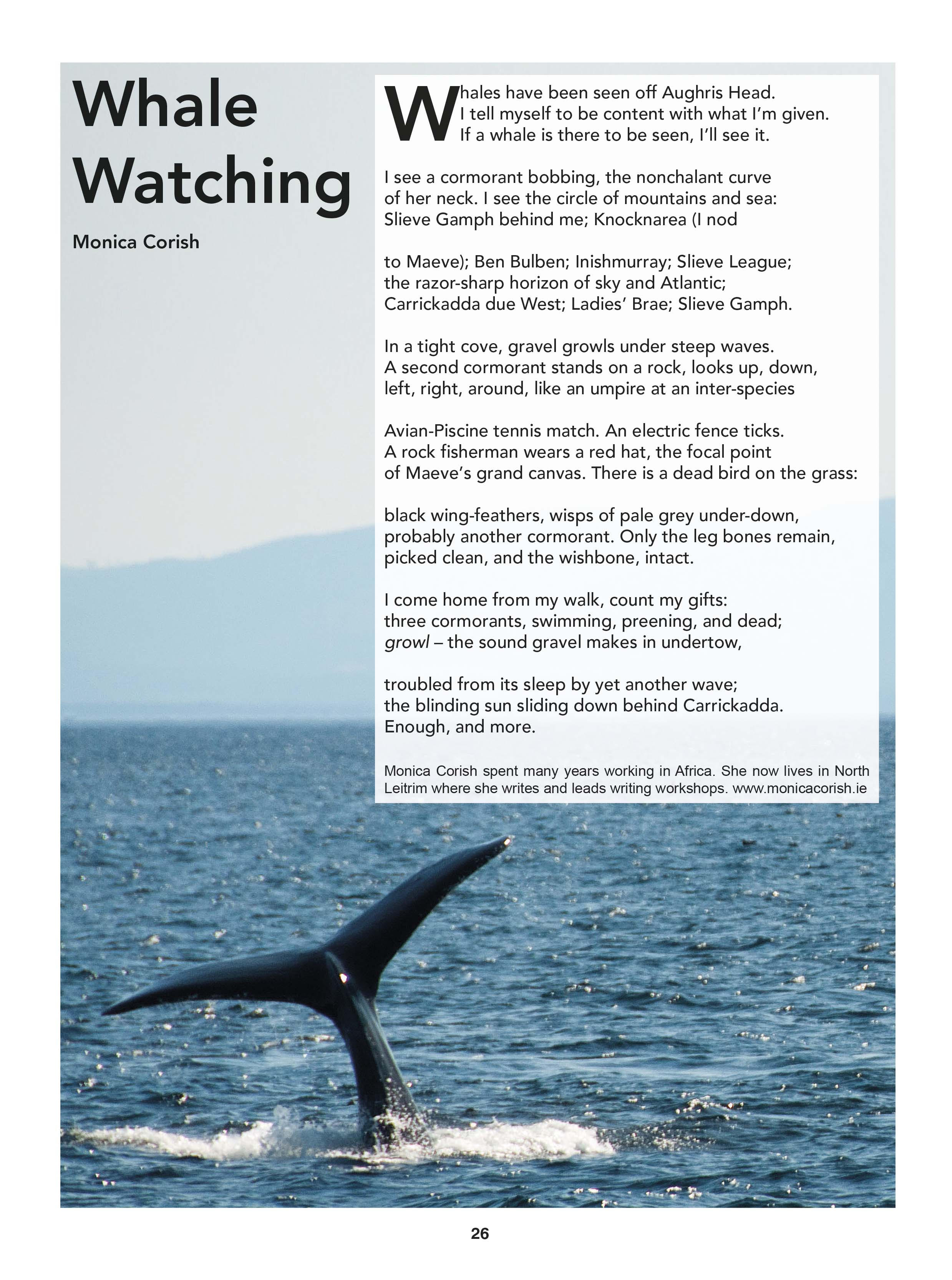 Africa May 2017Whale Watching