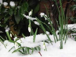 snowdrops and snow