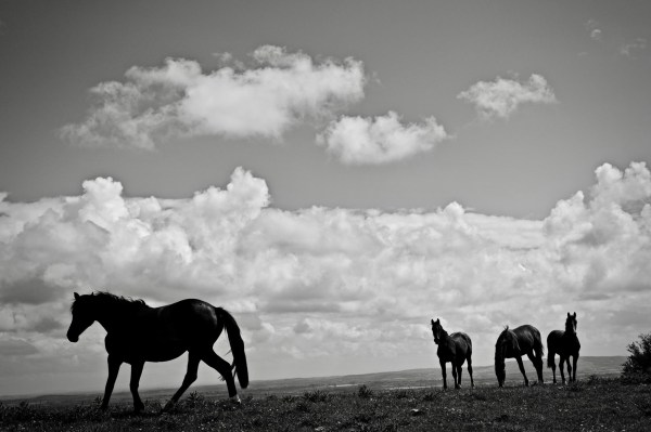 Four Horses – Photo by David Whyte